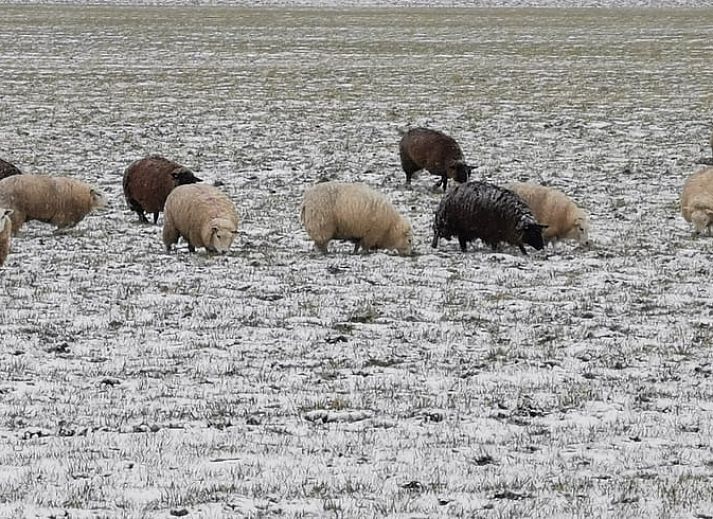 Unterkunft 630709 - Ferienhaus Zeeuws-Vlaanderen - Vakantiehuis in Schoondijke
