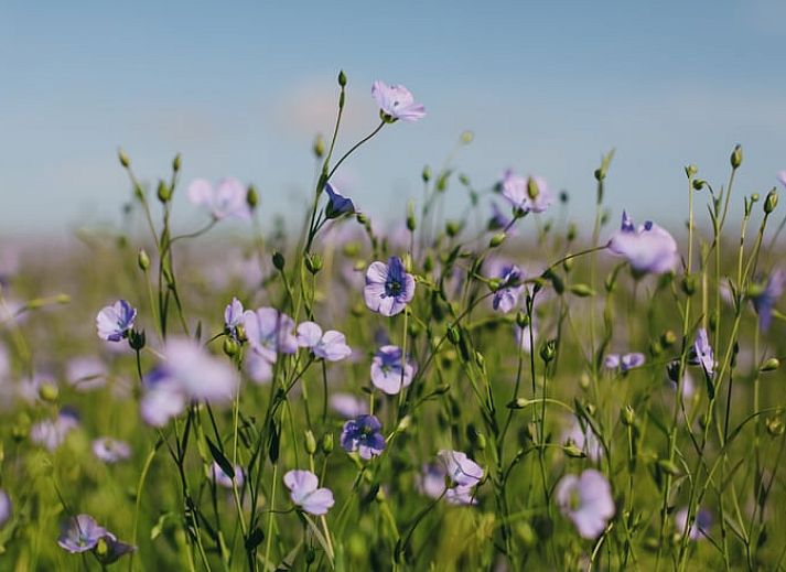 Geniet van het uitzicht vanaf het terras van Vakantiehuisje in Aardenburg, Zeeuws-Vlaanderen, omringd door weelderige natuur.