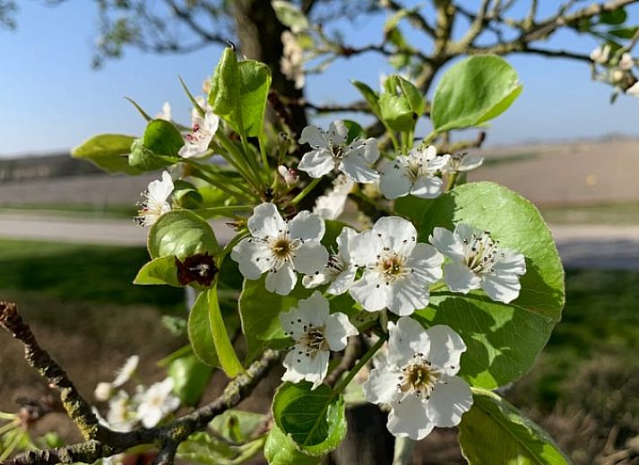 Moderne keuken in Vakantiehuisje in Aardenburg, Zeeuws-Vlaanderen, met uitzicht op het Zeeuwse landschap.