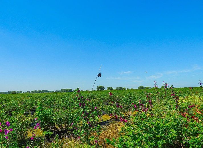 Guest house 631311 - Holiday property Zeeuws-Vlaanderen - VZ206 Vakantiehuisje Sluis