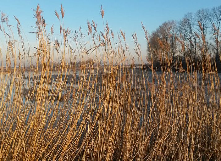Unterkunft 631613 - Ferienhaus Zeeuws-Vlaanderen - Vakantiehuis in Nieuwvliet