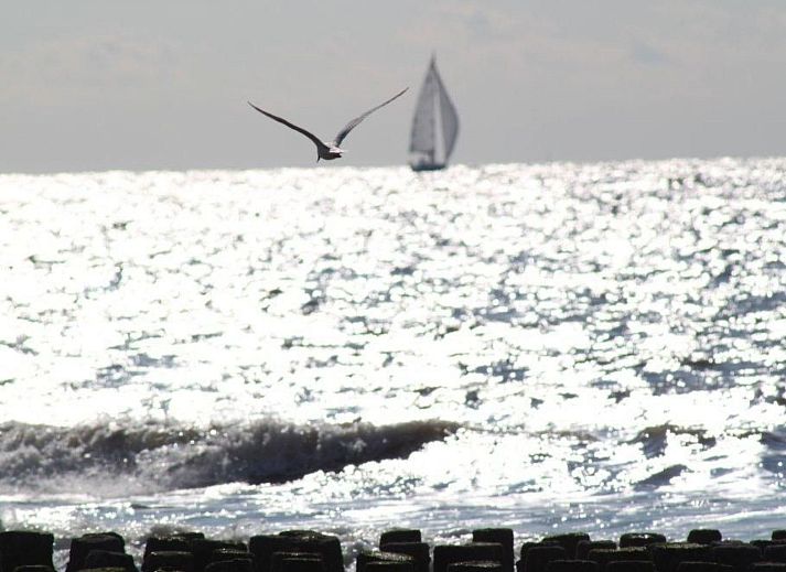 Verblijf 631615 - Vakantiewoning Zeeuws-Vlaanderen - Vakantiehuis Altes Deichbauernhaus mit Garten