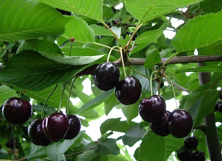Unterkunft 632110 - Ferienhaus Zeeuws-Vlaanderen - Vakantiehuis in Hengstdijk
