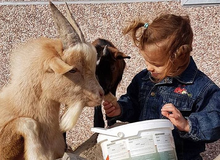 Luchtfoto van Receatieboerderij de Zeemeeuw in Ossenisse, Zeeuws-Vlaanderen, met weids uitzicht over het landschap van Zeeland.