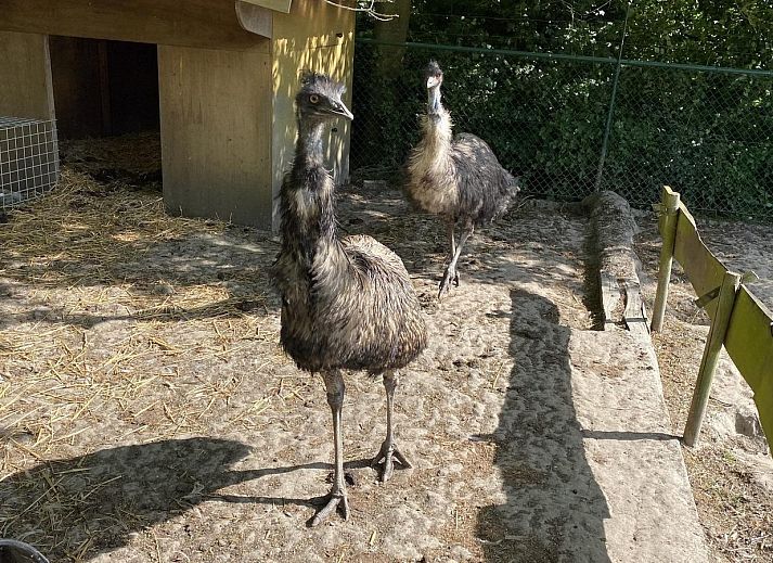 Guest house 632206 - Holiday property Zeeuws-Vlaanderen - VZ100 Chalet Ossenisse