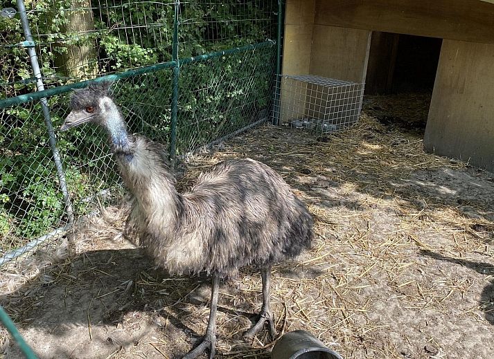 Guest house 632206 - Holiday property Zeeuws-Vlaanderen - VZ100 Chalet Ossenisse