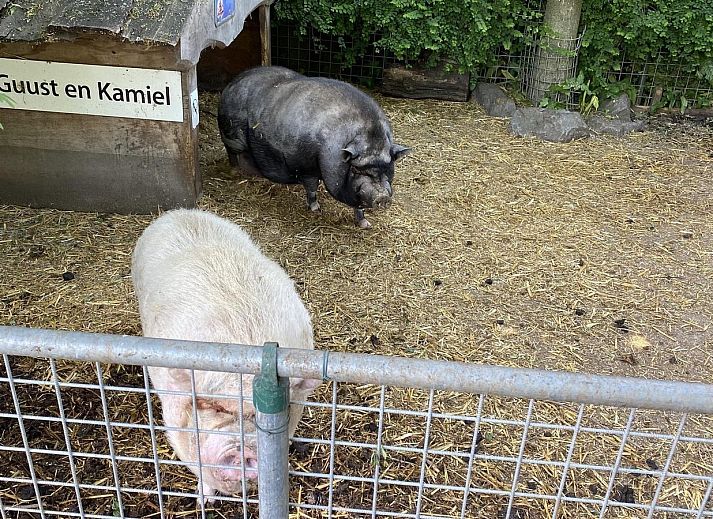 Guest house 632206 - Holiday property Zeeuws-Vlaanderen - VZ100 Chalet Ossenisse