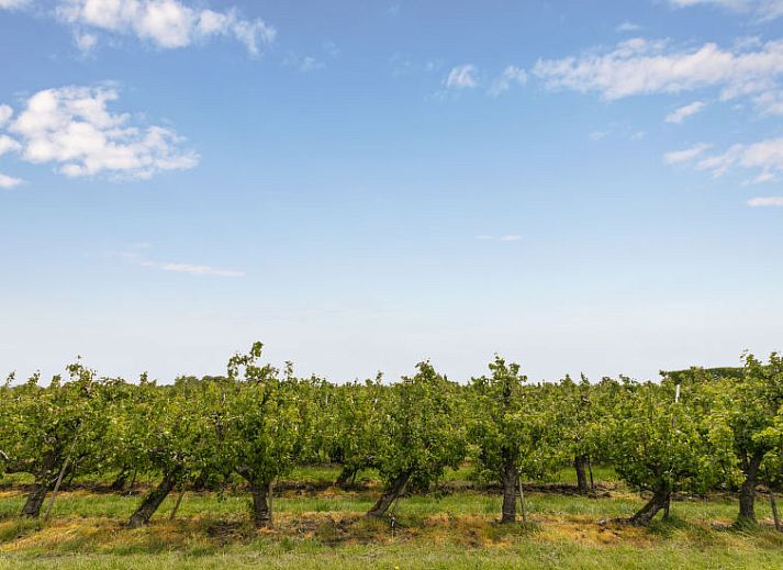 Ruime keuken met lange houten tafel in Vakantiehuis Groepswoning De Appelgaard, Zaamslag, ideaal voor groepsmaaltijden.
