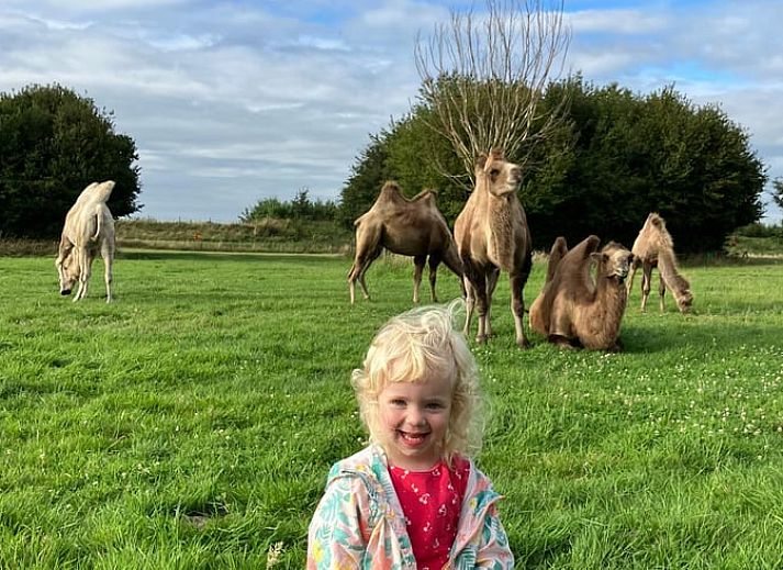 Luftaufnahme von Huisje in Zaamslag, Ferienhaeuser in der gruenen Landschaft von Zaamslag, Zeeuws-Vlaanderen, Zeeland.