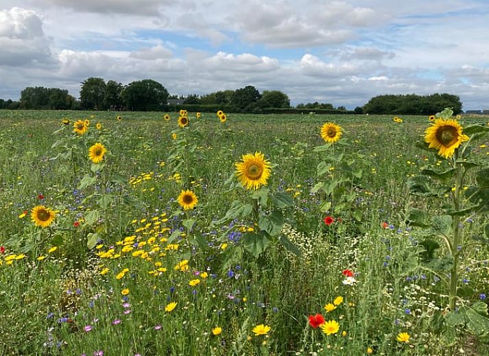Gemuetliche Veranda des Huisje in Zaamslag, Ferienhaus in Zaamslag, Zeeuws-Vlaanderen, ideal fuer Familienurlaub.