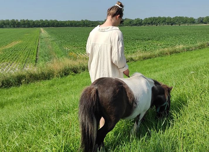 Guest house 633414 - Holiday property Zeeuws-Vlaanderen - Vakantiehuis in Hoek