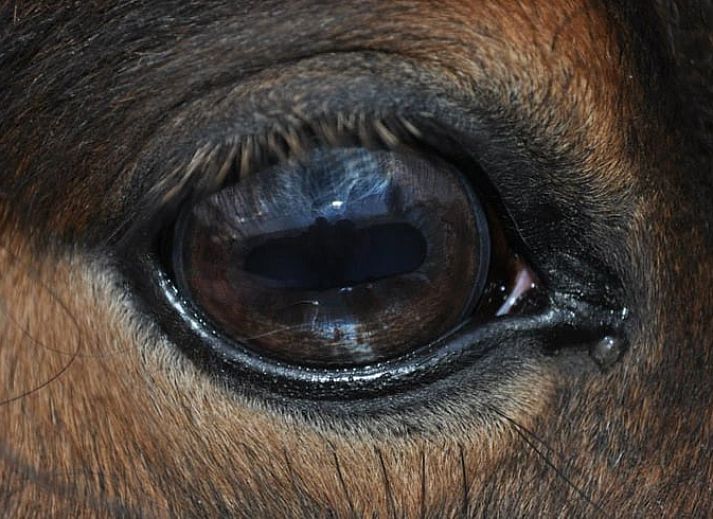 Guest house 633414 - Holiday property Zeeuws-Vlaanderen - Vakantiehuis in Hoek