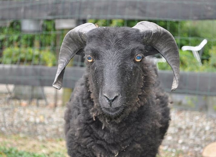 Guest house 633414 - Holiday property Zeeuws-Vlaanderen - Vakantiehuis in Hoek