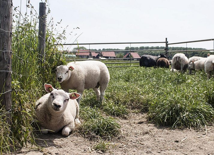 Terras van 5-persoons Zeeuwse Cottage in Wemeldinge, vakantiehuis met tuin in Zuid-Beveland, Zeeland.