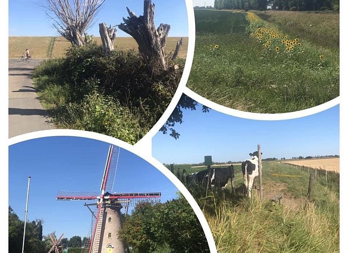 Guest house 640823 - Holiday property Zuid-Beveland - Vakantiehuis Sunshine