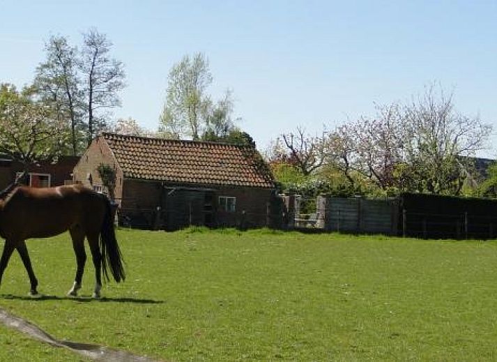 Gruener Garten mit Blick auf das Ferienhaus ZE523 in Kattendijke, Zuid-Beveland, ideal fuer Naturliebhaber.