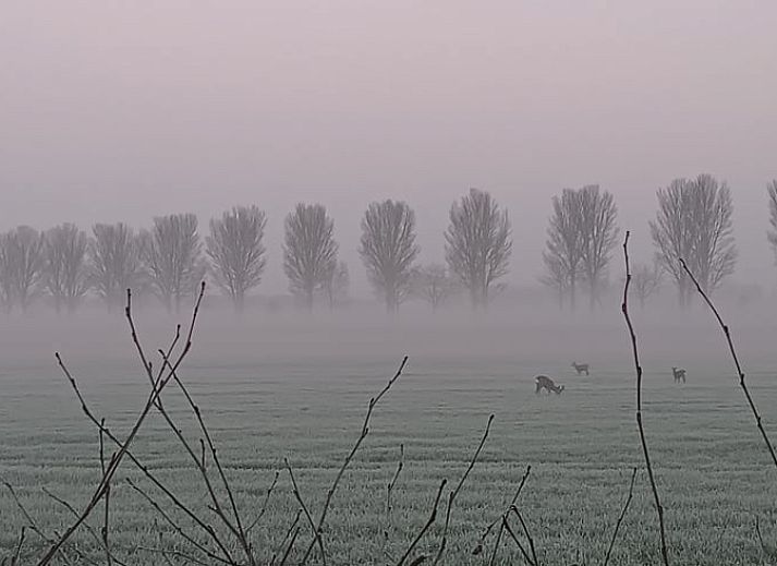 Unterkunft 642047 - Ferienhaus Zuid-Beveland - Vakantiehuisje in Wolphaartsdijk