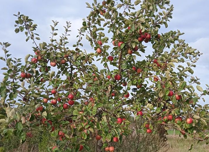 Guest house 642705 - Holiday property Zuid-Beveland - Huisje in Kwadendamme