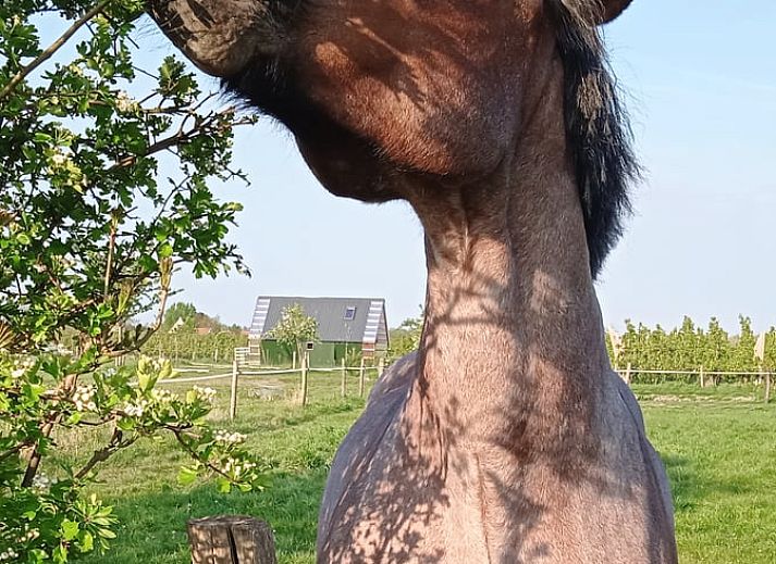 Guest house 642709 - Holiday property Zuid-Beveland - Vakantiehuis in Kwadendamme