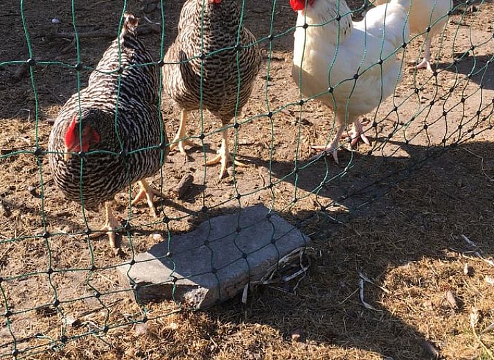 Unterkunft 642902 - Ferienhaus Zuid-Beveland - Huisje in Lewedorp