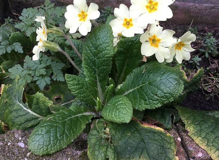Unterkunft 642902 - Ferienhaus Zuid-Beveland - Huisje in Lewedorp