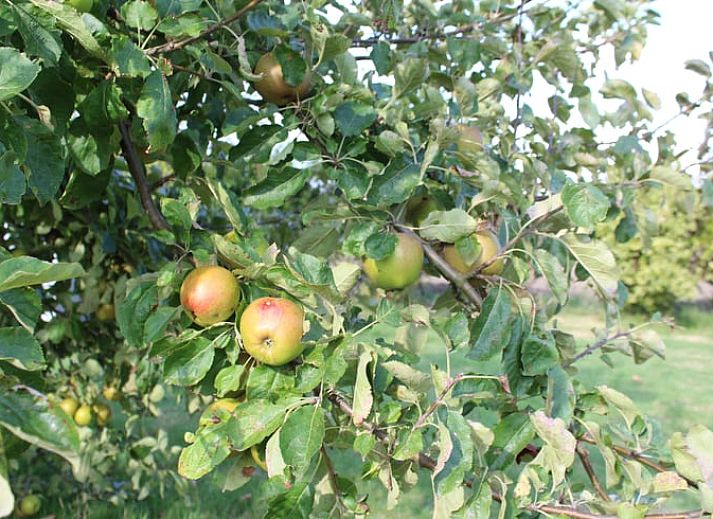 The charming facade of Cottage in Lewedorp in quiet South Beveland, Zeeland.