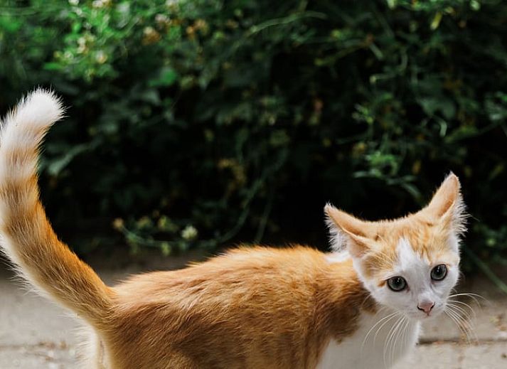 Unterkunft 642904 - Ferienhaus Zuid-Beveland - Vakantiehuisje in Lewedorp