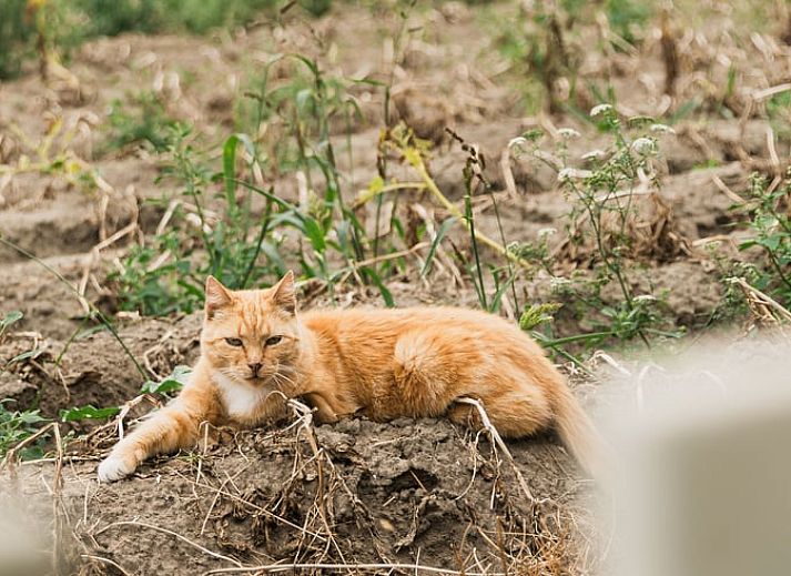 Unterkunft 642904 - Ferienhaus Zuid-Beveland - Vakantiehuisje in Lewedorp