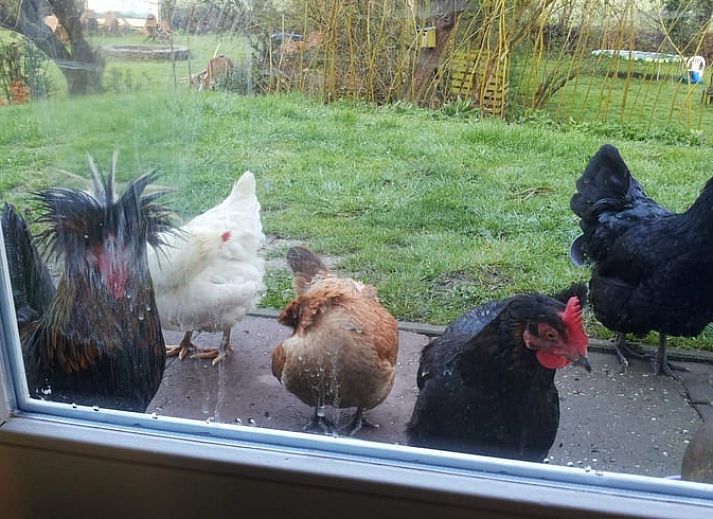 Gezellige woonkamer van Vakantiehuisje in Lewedorp, Zuid-Beveland, met uitzicht op de natuur en comfortabele zitruimte.