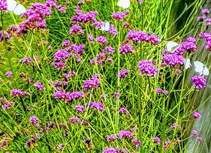 Gezellige woonkamer van Vakantiehuisje in Lewedorp, Zuid-Beveland, met uitzicht op de natuur en comfortabele zitruimte.