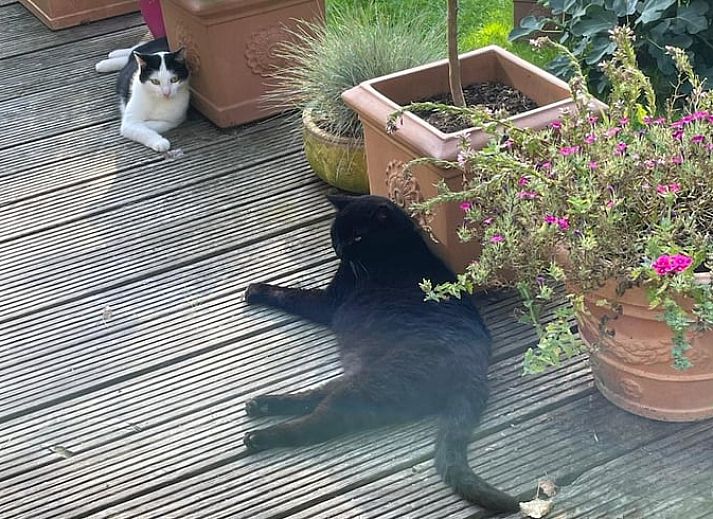 Binnenruimte van Vakantiehuisje in Lewedorp, Zuid-Beveland, met uitzicht op de natuur. Gezellige inrichting met bloemen en kaart aan de muur.