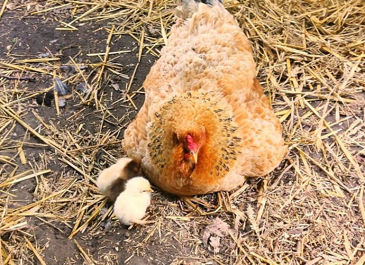 Binnenruimte van Vakantiehuisje in Lewedorp, Zuid-Beveland, met uitzicht op de natuur. Gezellige inrichting met bloemen en kaart aan de muur.