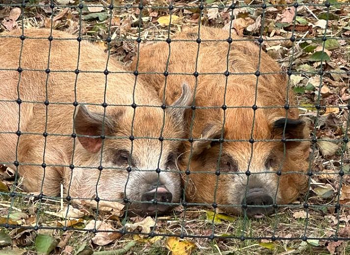 Verblijf 642908 - Vakantiewoning Zuid-Beveland - Vakantiehuisje in Lewedorp