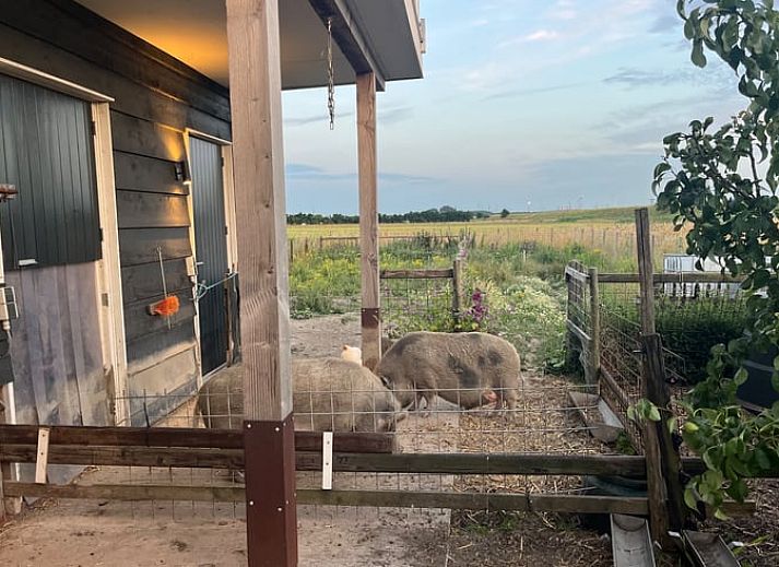 Ruime tuin bij Vakantiehuis in Lewedorp, ideaal voor buitenactiviteiten in Zuid-Beveland, Zeeland.