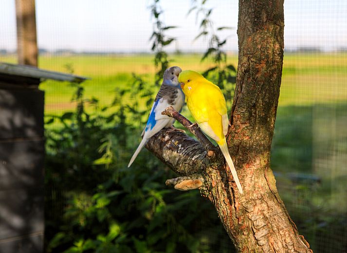 Interieur des Ferienhauses ZH487 in Goudriaan, Alblasserwaard, Suedholland mit Holzbalken und gruenen Waenden.