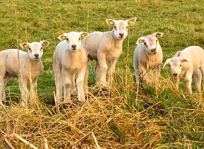 Gezellige slaapkamer in Huisje in Stolwijk, Zuid-Holland, met comfortabel bed en rustieke uitstraling.
