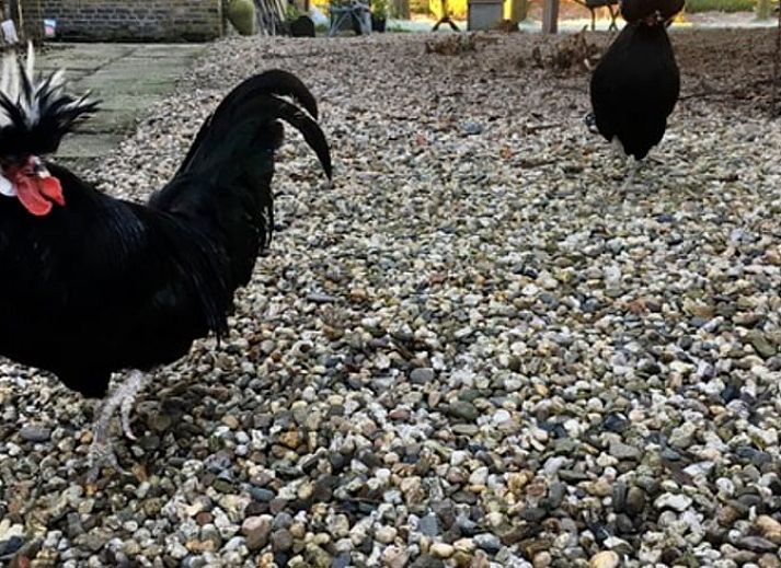 Uitzicht vanuit slaapkamer Huisje in Stolwijk, vakantiehuis in Alblasserwaard met landelijke charme.