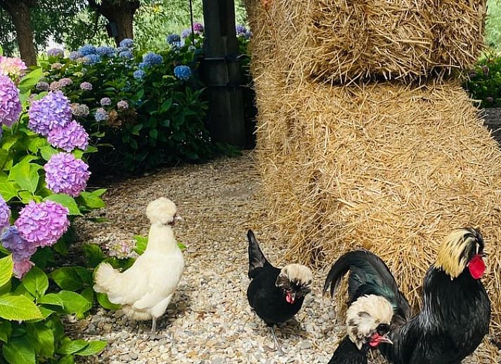 Eetruimte in Vakantiehuis in Stolwijk met elegant gedekte tafel, Alblasserwaard, Zuid-Holland.
