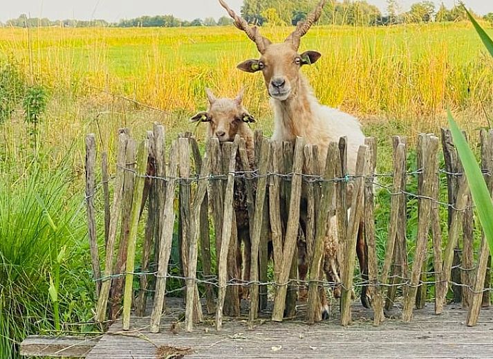 Beautiful sunset at Cottage in Stolwijk, vacation home in Alblasserwaard, South Holland.