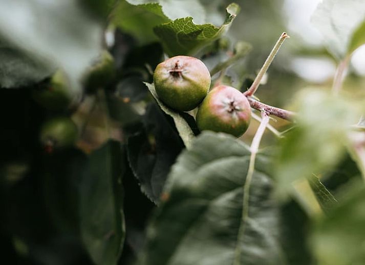Dining and sitting area in Holiday home in Langerak, Alblasserwaard, with modern and comfortable furniture.