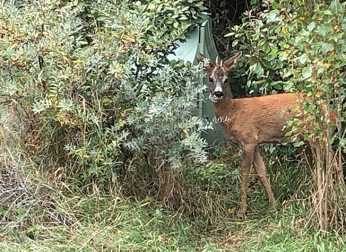 Gezellige eetruimte in Vakantiehuis in Ouddorp, Goeree-Overflakkee, Zuid-Holland.