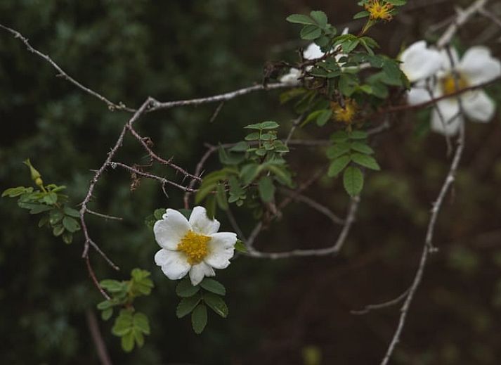 Ferienhaus in Ouddorp, eine moderne Ferienunterkunft inmitten der Natur auf Goeree-Overflakkee, Suedholland, mit grossem Garten und Holzfassade.