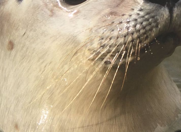 Verblijf 6601205 - Vakantiewoning Goeree-Overflakkee - Vakantiehuisje in Ouddorp aan zee