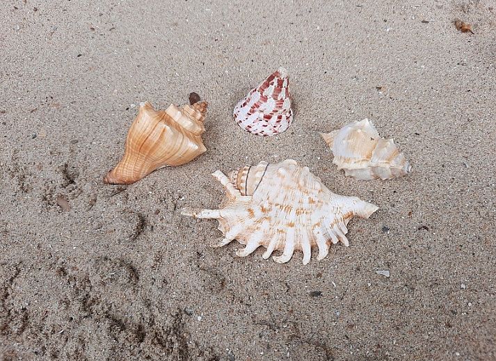 Enjoy the green surroundings and wooden veranda at Chalet Sunrise with private beach garden in Ouddorp, Zeeland.