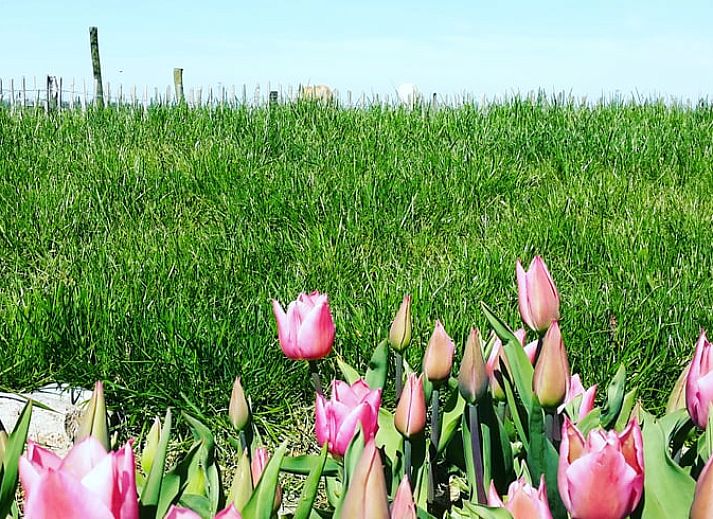 Gemuetliches Wohnzimmer von Huisje in Ooltgensplaat, Ferienhaus in Suedholland mit Holzinterieur.