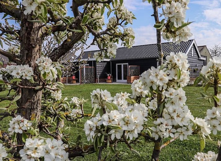 Blumenwiese im Ferienhaus in Sommelsdijk, Goeree-Overflakkee, Suedholland. Geniessen Sie den farbenfrohen Garten in diesem Ferienhaus.