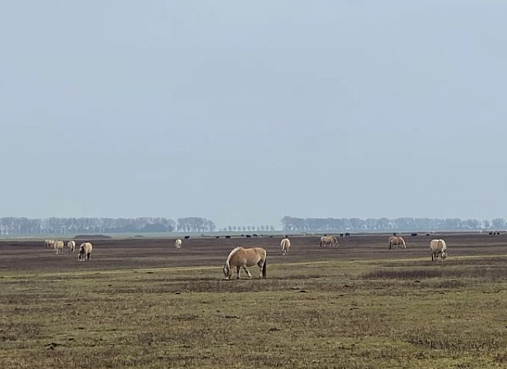 Moderne Kuechenausstattung im Cottage in Sommeldsijk, ideales Ferienhaus in Sommelsdijk.