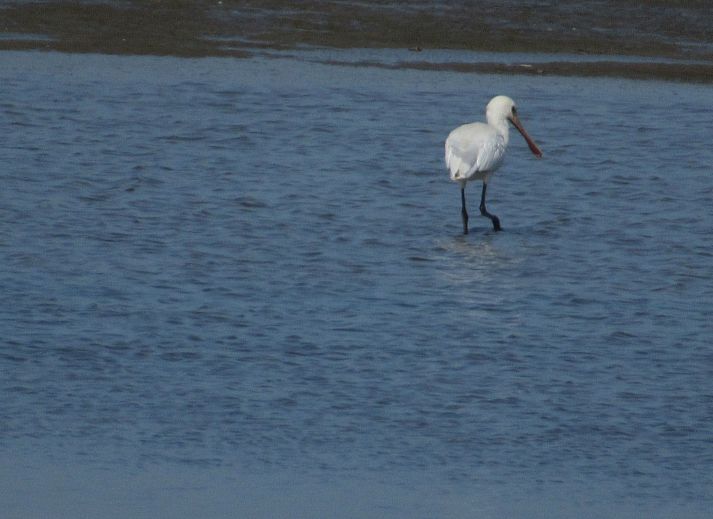 Verblijf 661021 - Appartement Goeree-Overflakkee - Appartement Gemütliches Mobilheim mit 3 Schlafzimmern
