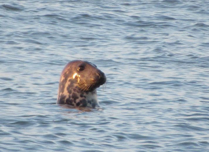 Verblijf 661021 - Appartement Goeree-Overflakkee - Appartement Gemütliches Mobilheim mit 3 Schlafzimmern