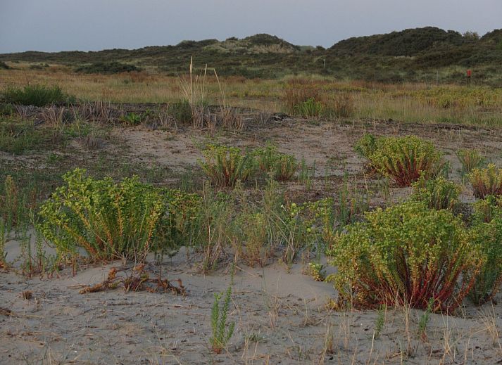 Verblijf 661021 - Appartement Goeree-Overflakkee - Appartement Gemütliches Mobilheim mit 3 Schlafzimmern